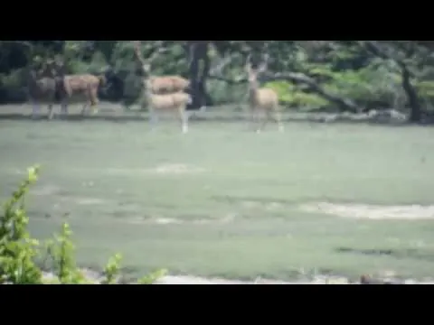 Leopard Wilpattu