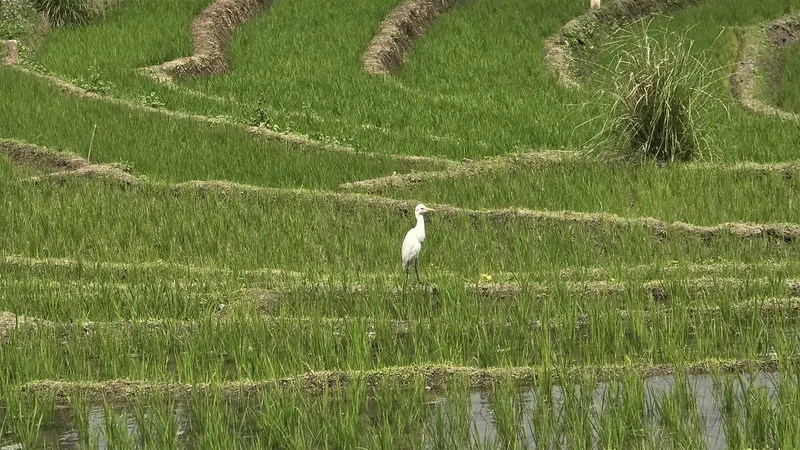 Reisterrassen mit Silberreiher, Sri Lanka